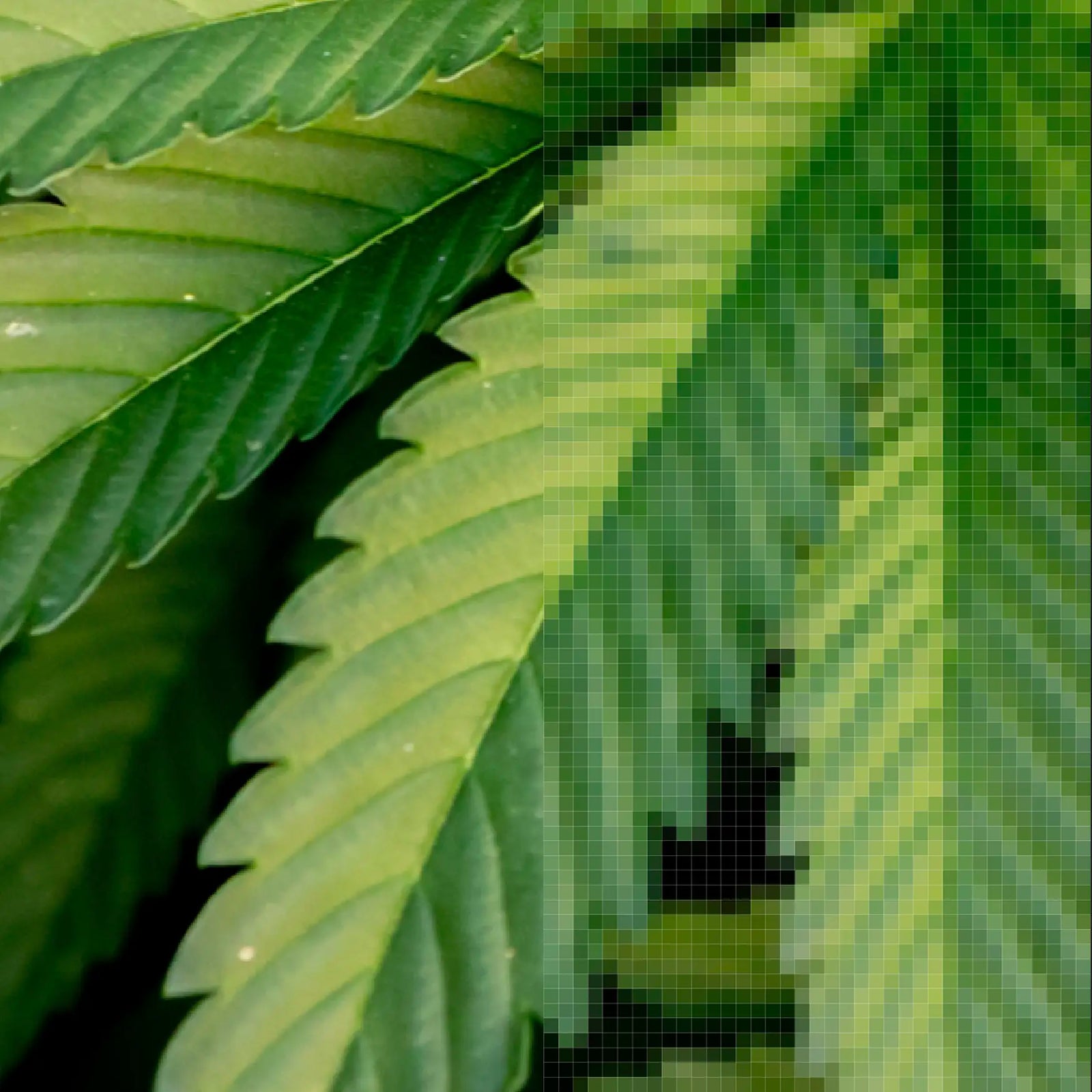 Keep It Crisp: High-Res Image Tips for Killer Crutch Card Prints